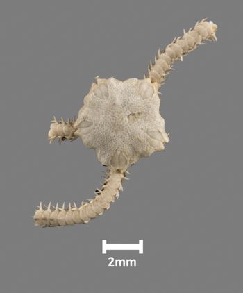 Media type: image;   Invertebrate Zoology OPH-1439 Aspect: dorsal